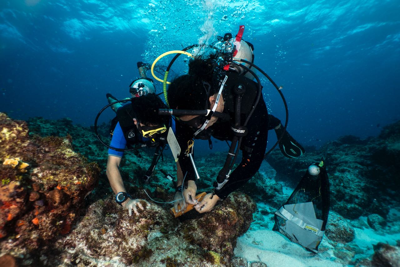 110 especies de peces arrecifales conforma base de datos inicial de proyecto investigativo de Dimar en Expedición Seaflower 2018 110 especies de peces arrecifales conforma base de datos inicial de proyecto investigativo de Dimar en Expedición Seaflower 2018