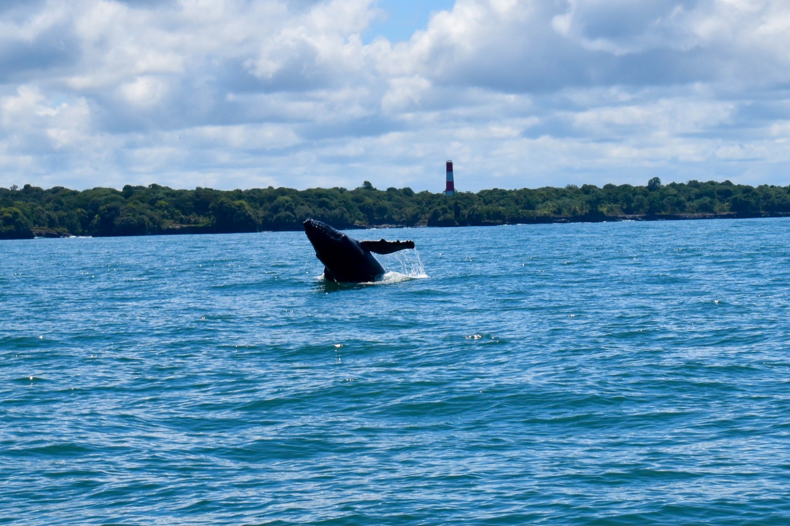 Más de 228 mil personas se movilizaron en Buenaventura durante la temporada de avistamiento de ballenas Más de 228 mil personas se movilizaron en Buenaventura durante la temporada de avistamiento de ballenas