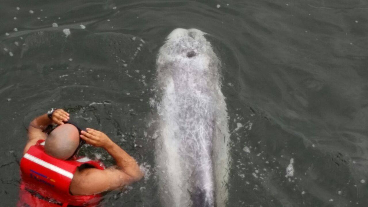 Delfín de Risso rescatado en la Bahía de Tumaco. Delfín de Risso rescatado en la Bahía de Tumaco.