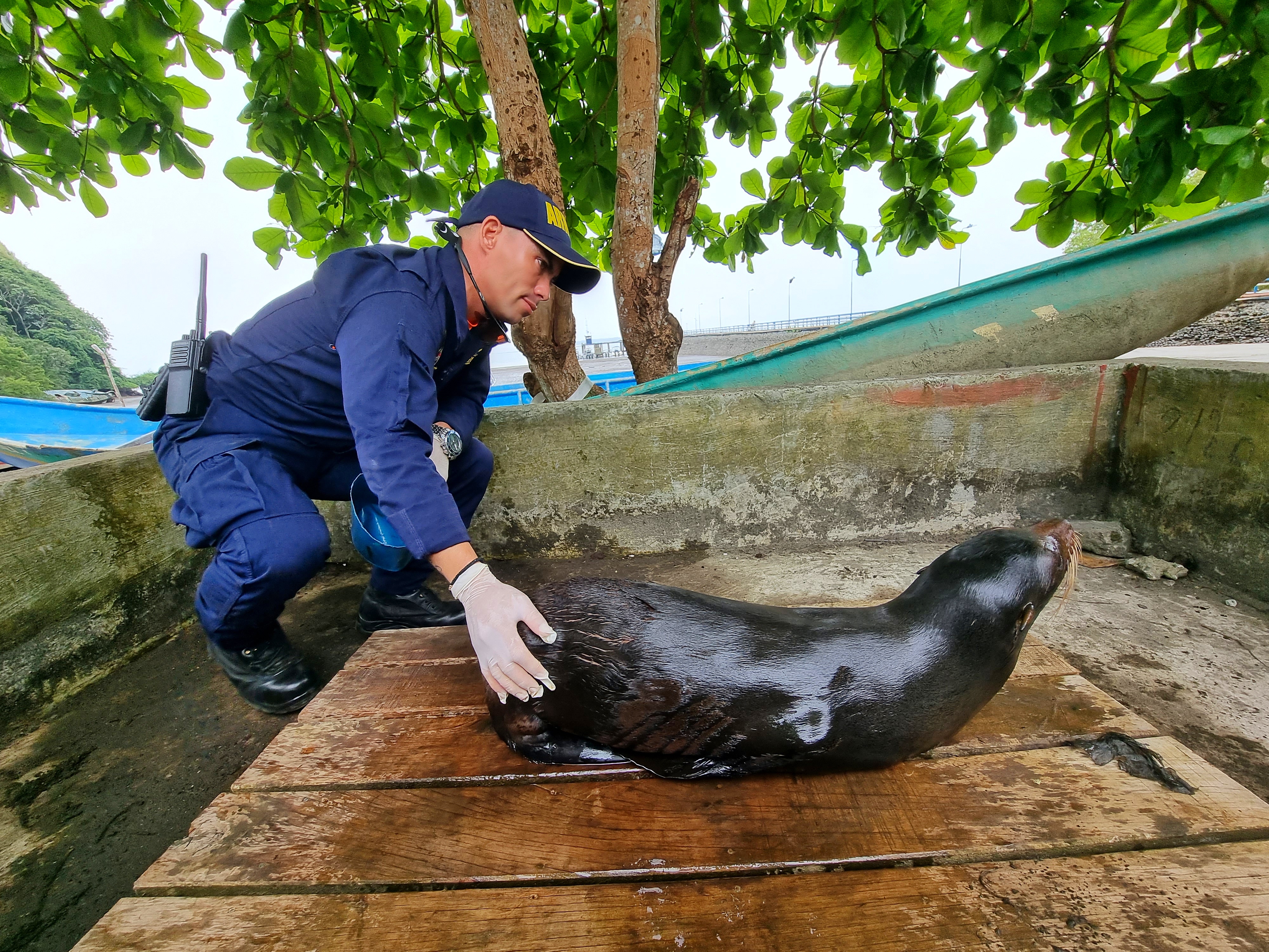 Dimar asiste y libera a lobo marino herido en el Pacífico colombiano Dimar asiste y libera a lobo marino herido en el Pacífico colombiano