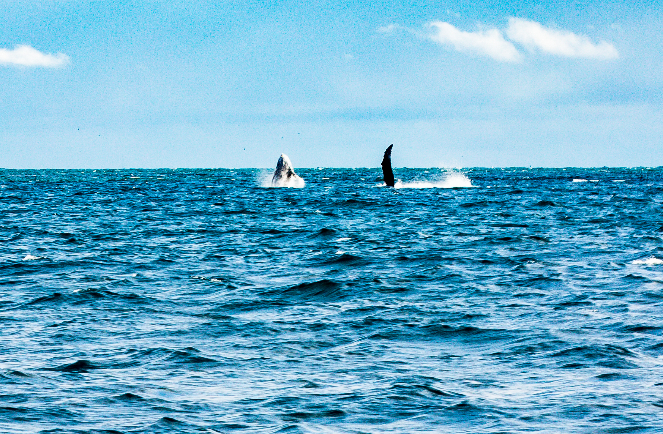 Más de 215 mil personas visitaron Buenaventura durante la temporada de avistamiento de ballenas: Dimar Más de 215 mil personas visitaron Buenaventura durante la temporada de avistamiento de ballenas: Dimar