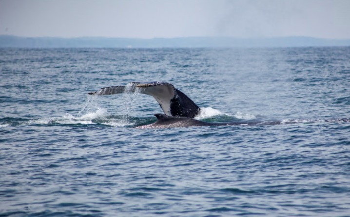 Dirección General Marítima está preparada para recibir las ballenas jorobadas en el Pacífico Colombiano Dirección General Marítima está preparada para recibir las ballenas jorobadas en el Pacífico Colombiano