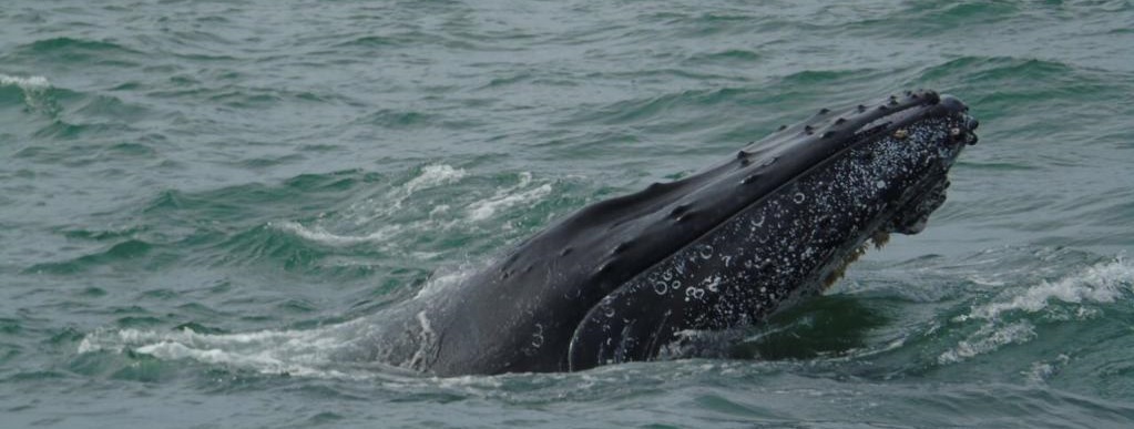 Dimar recuerda medidas de seguridad en Temporada de Avistamiento de Ballenas Dimar recuerda medidas de seguridad en Temporada de Avistamiento de Ballenas