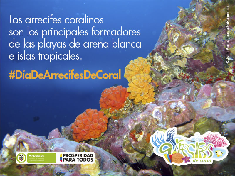 Hoy 5 de diciembre se celebra el “Día Nacional de los Arrecifes de Coral” en Colombia. Este día, fue en su momento declarado por el Ministerio de Ambiente y Desarrollo Sostenible desde el año 2008, con la finalidad de recordar y proteger a los arrecifes coralinos existentes en el territorio colombiano. Hoy 5 de diciembre se celebra el “Día Nacional de los Arrecifes de Coral” en Colombia. Este día, fue en su momento declarado por el Ministerio de Ambiente y Desarrollo Sostenible desde el año 2008, con la finalidad de recordar y proteger a los arrecifes coralinos existentes en el territorio colombiano.