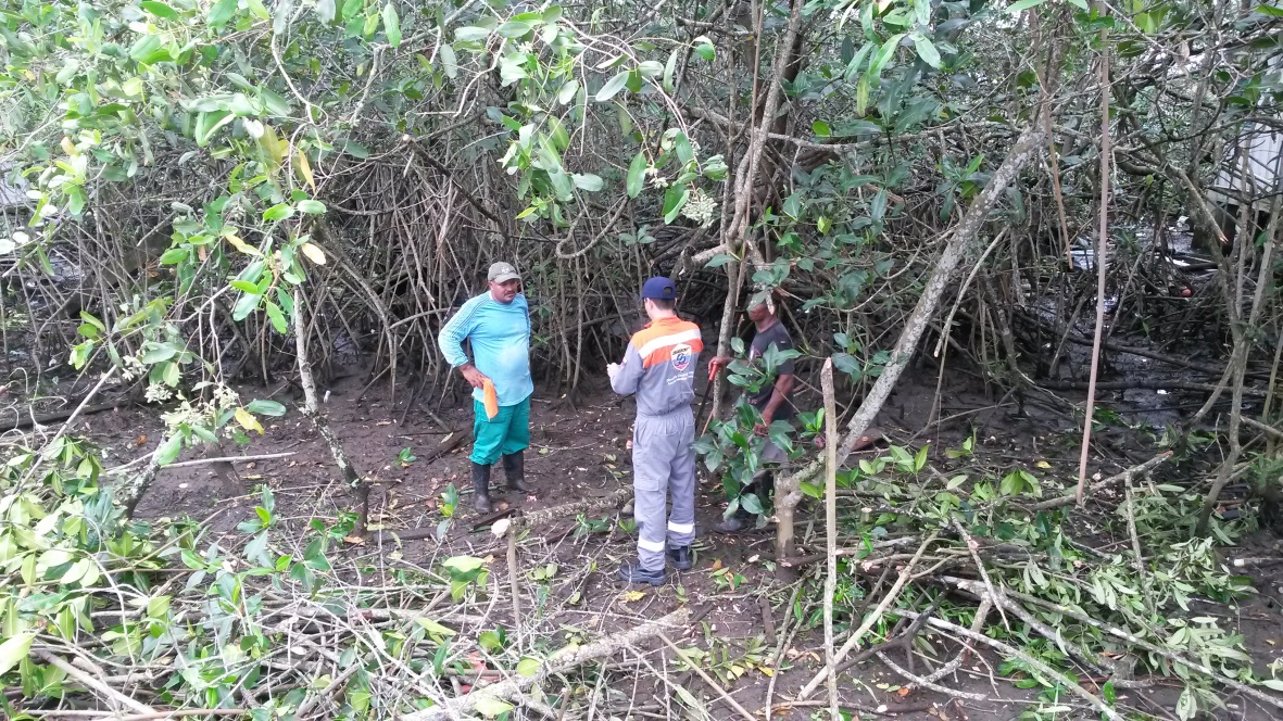 Manglar en Tumaco, zona de Exporcol. Manglar en Tumaco, zona de Exporcol.