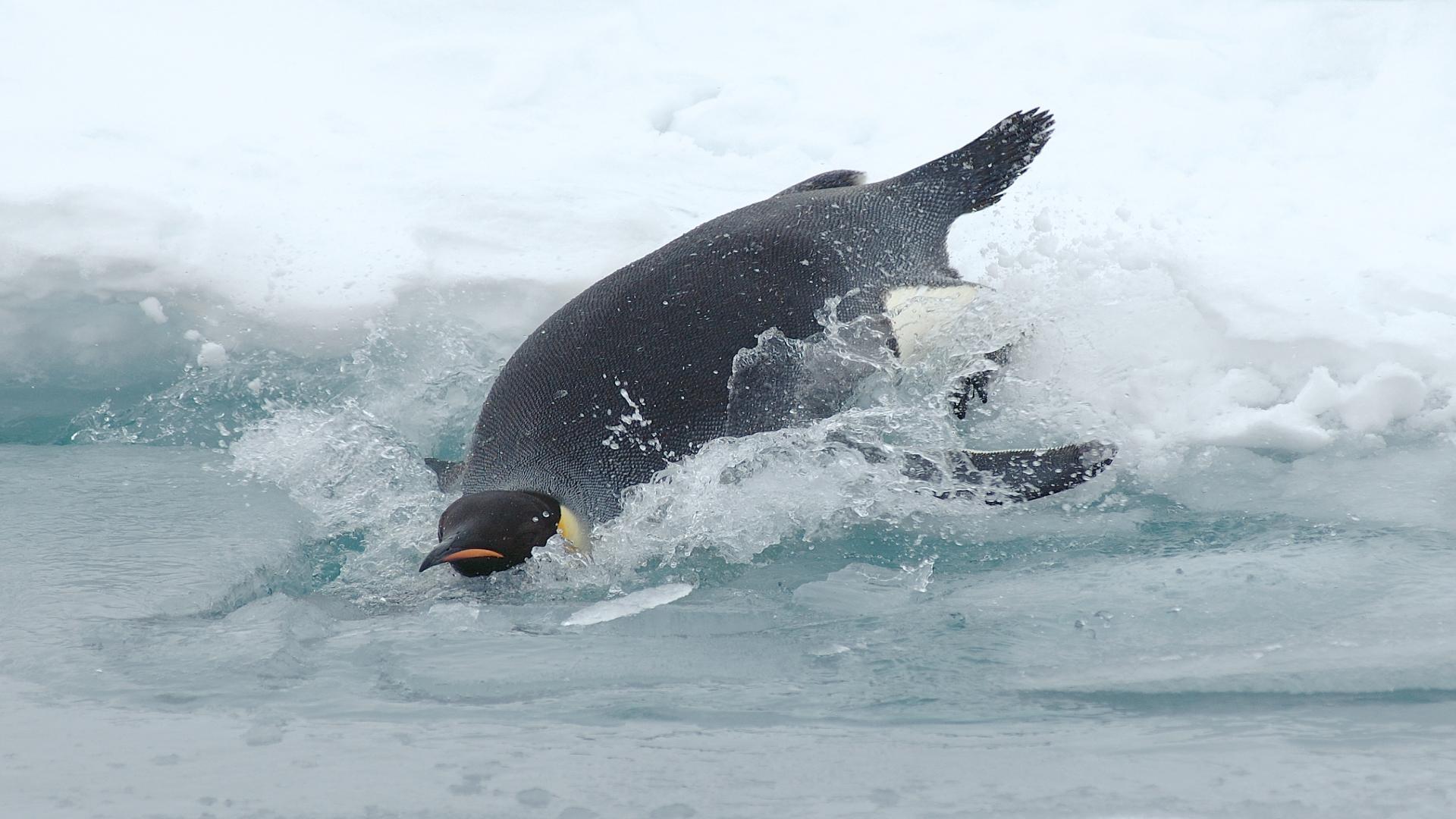 pinguino