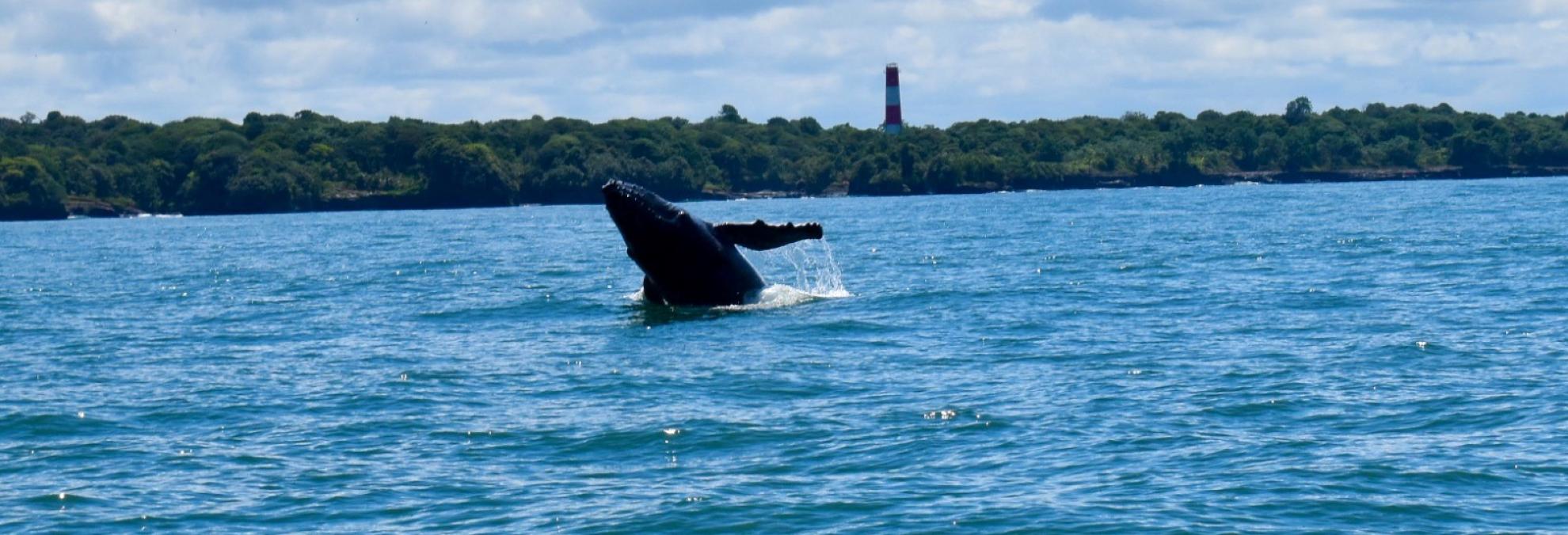 Más de 228 mil personas se movilizaron en Buenaventura durante la temporada de avistamiento de ballenas