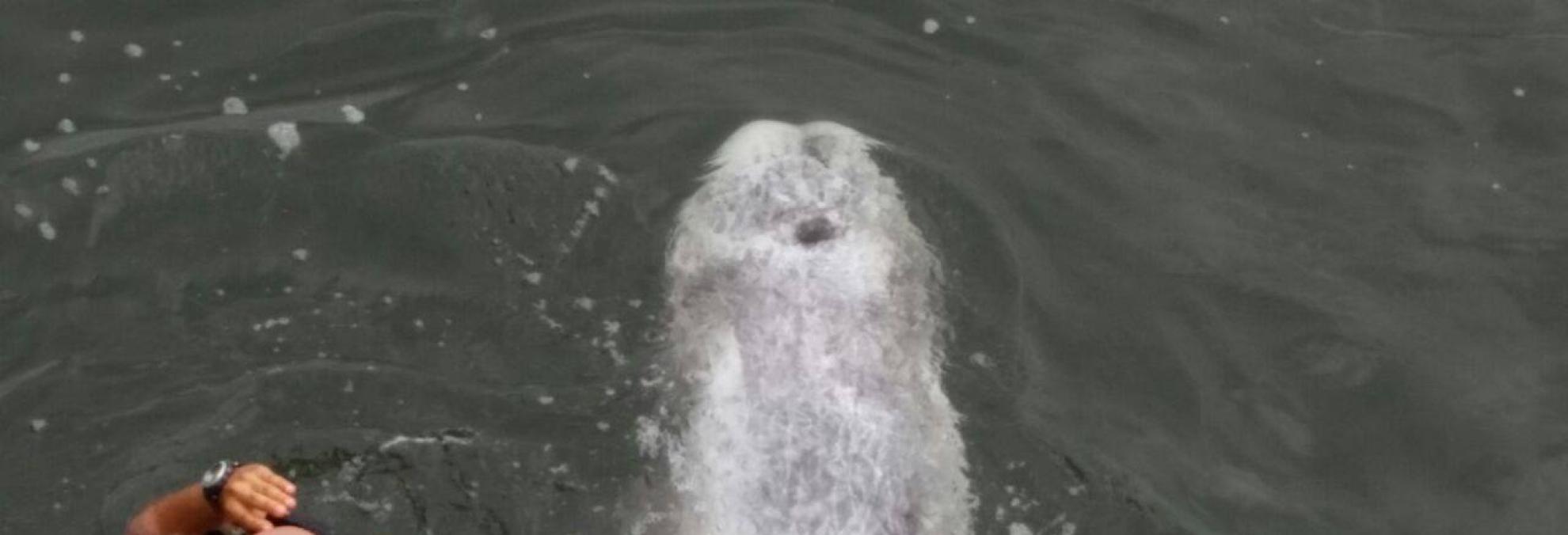 Delfín de Risso rescatado en la Bahía de Tumaco. 
