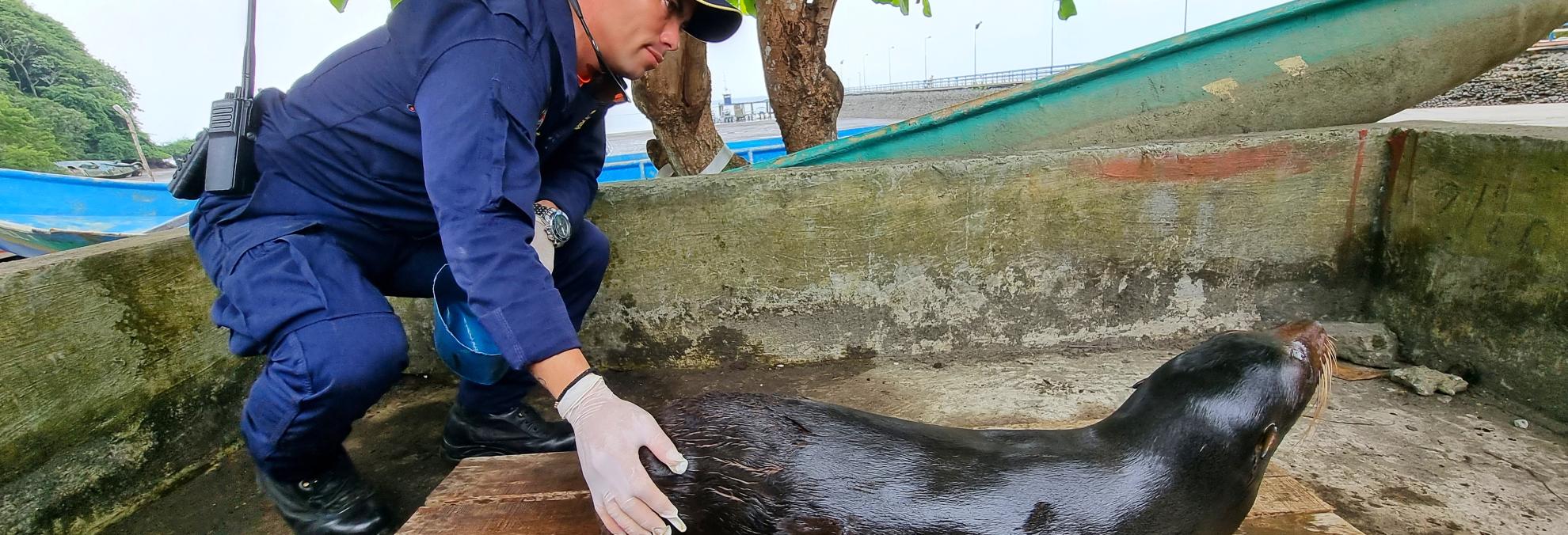 Dimar asiste y libera a lobo marino herido en el Pacífico colombiano