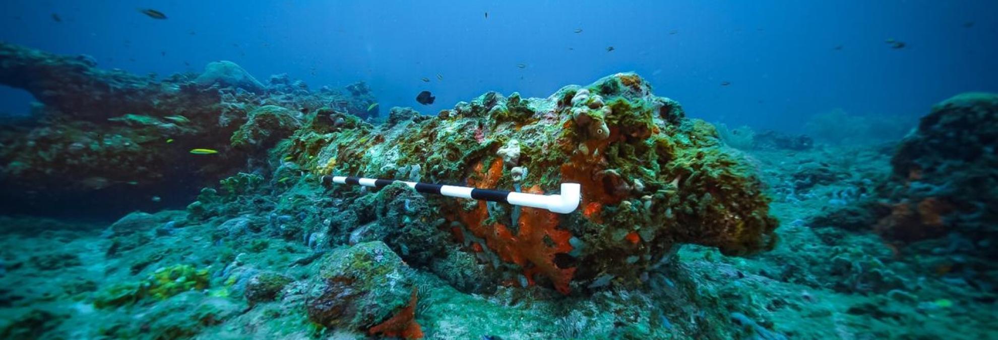 Dirección General Marítima conmemora el “Día Mundial de los Océanos” con la investigación y protección de sus ecosistemas