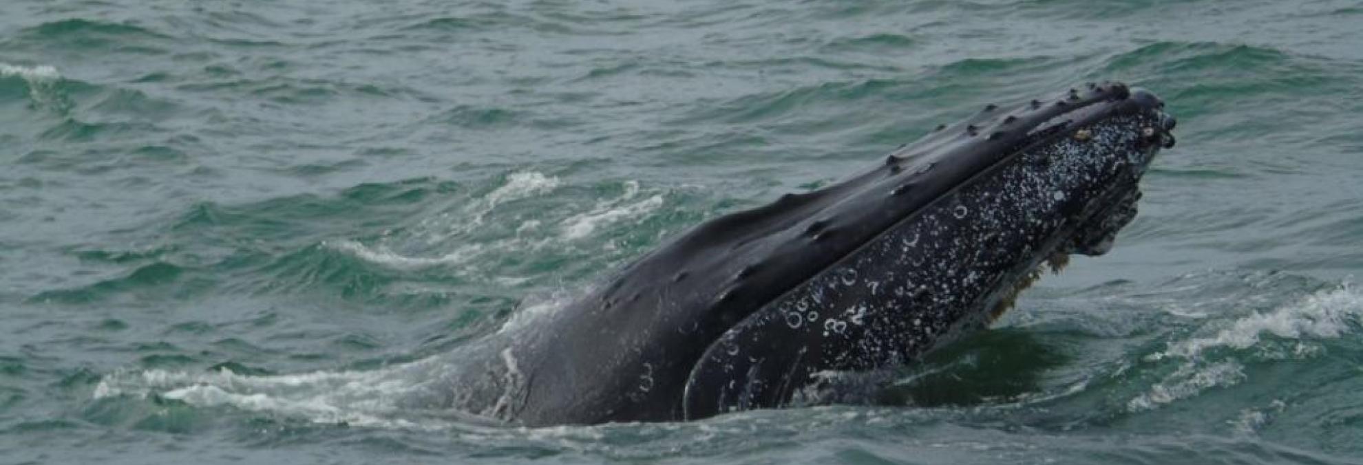 Dimar recuerda medidas de seguridad en Temporada de Avistamiento de Ballenas