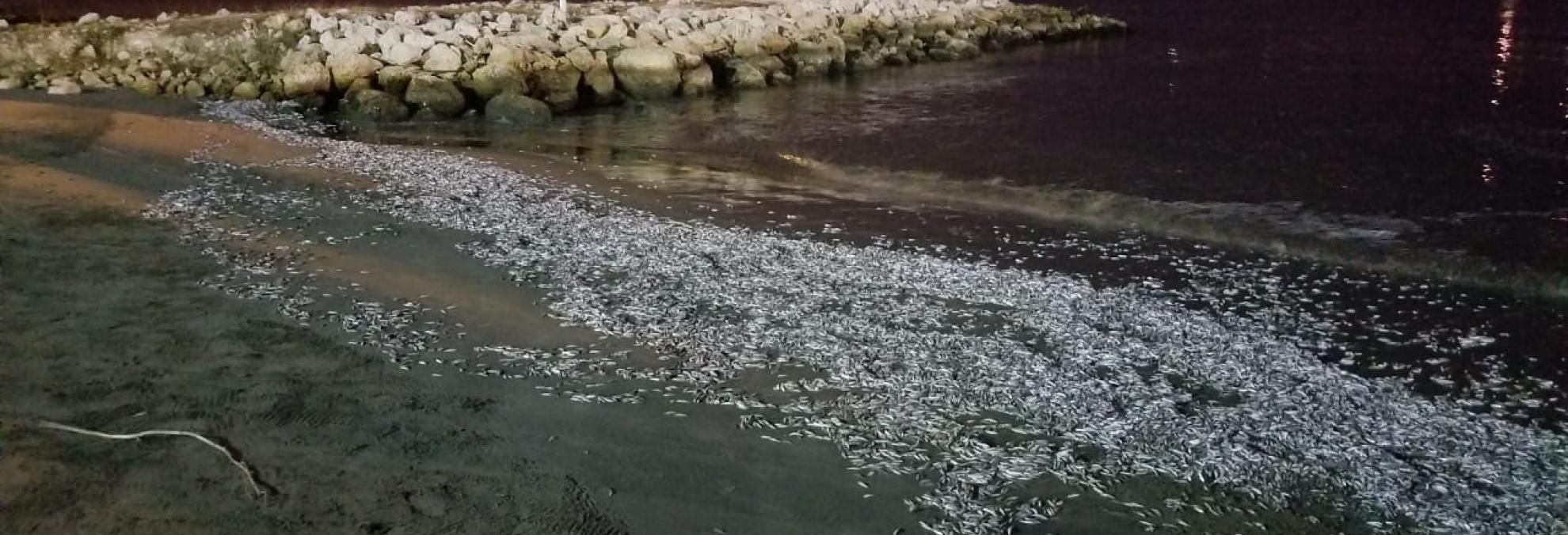 La Autoridad Marítima Colombiana contribuye al conocimiento de la calidad ambiental marina de la bahía de Cartagena
