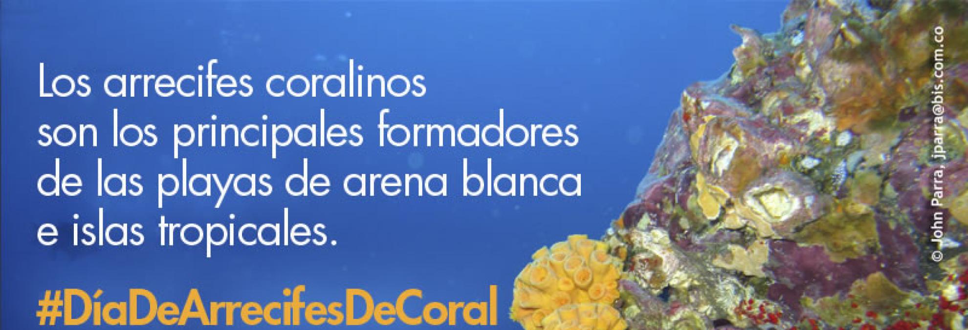 Hoy 5 de diciembre se celebra el “Día Nacional de los Arrecifes de Coral” en Colombia. Este día, fue en su momento declarado por el Ministerio de Ambiente y Desarrollo Sostenible desde el año 2008, con la finalidad de recordar y proteger a los arrecifes coralinos existentes en el territorio colombiano. 