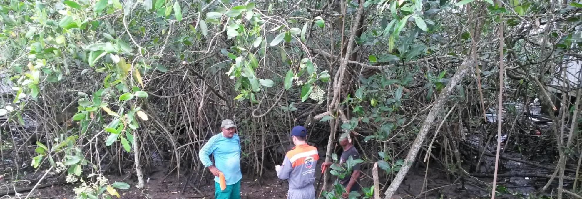 Manglar en Tumaco, zona de Exporcol.