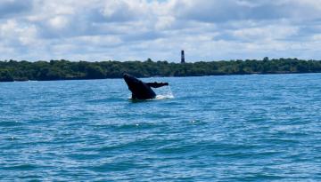 Más de 228 mil personas se movilizaron en Buenaventura durante la temporada de avistamiento de ballenas