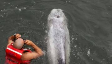 Delfín de Risso rescatado en la Bahía de Tumaco. 