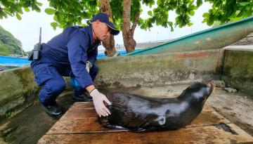 Dimar asiste y libera a lobo marino herido en el Pacífico colombiano