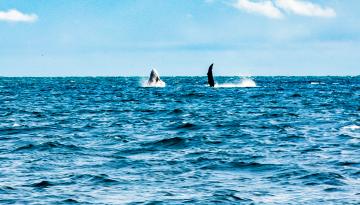 Más de 215 mil personas visitaron Buenaventura durante la temporada de avistamiento de ballenas: Dimar