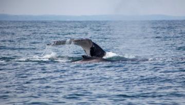 Dirección General Marítima está preparada para recibir las ballenas jorobadas en el Pacífico Colombiano