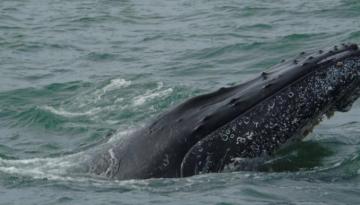 Dimar recuerda medidas de seguridad en Temporada de Avistamiento de Ballenas