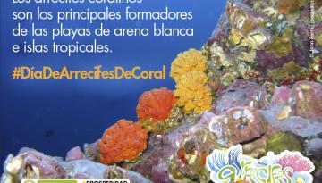 Hoy 5 de diciembre se celebra el “Día Nacional de los Arrecifes de Coral” en Colombia. Este día, fue en su momento declarado por el Ministerio de Ambiente y Desarrollo Sostenible desde el año 2008, con la finalidad de recordar y proteger a los arrecifes coralinos existentes en el territorio colombiano. 