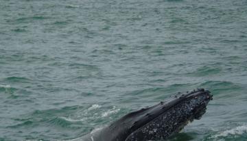 Dimar invita a apreciar la temporada de ballenas: “Concierto de amor en el Pacífico”